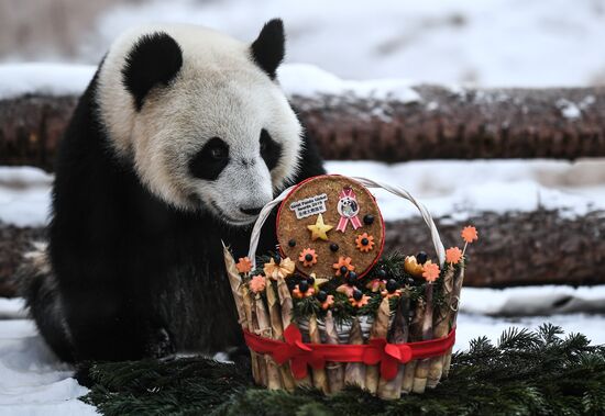 Вручение международной панда-премии - The Giant Panda Global Awards