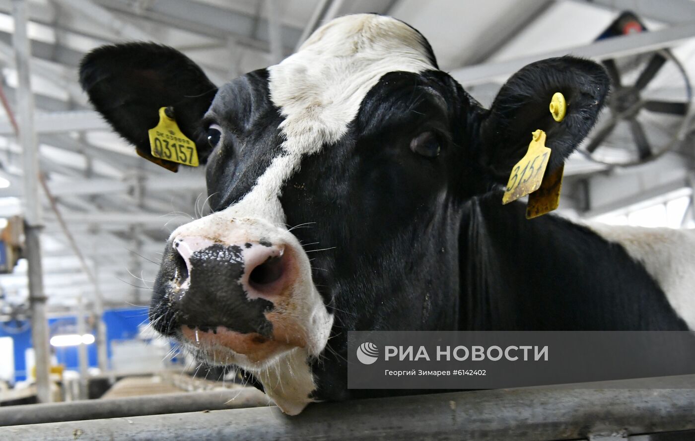 Ферма "Ключевское" в Краснодарском крае