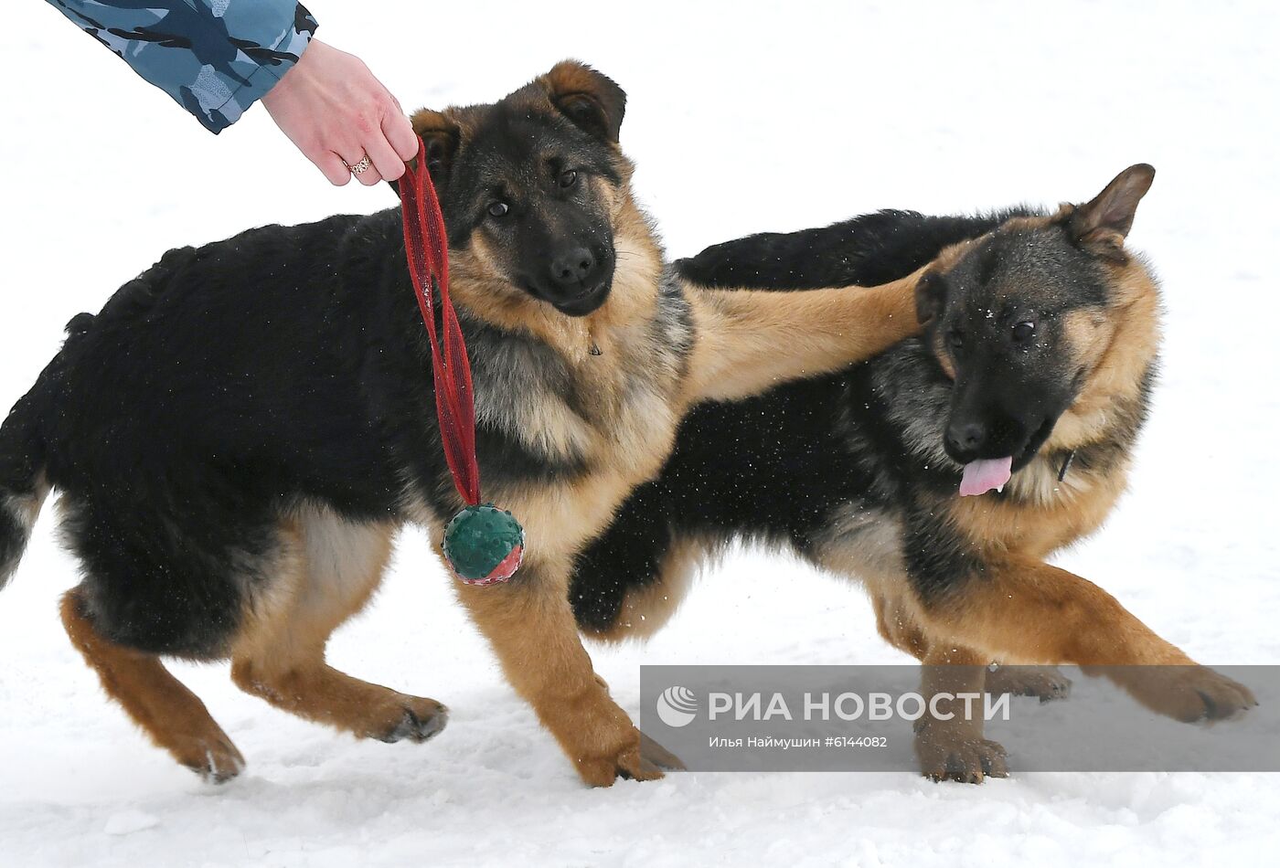 Питомник собак ФСИН в Сосновоборске