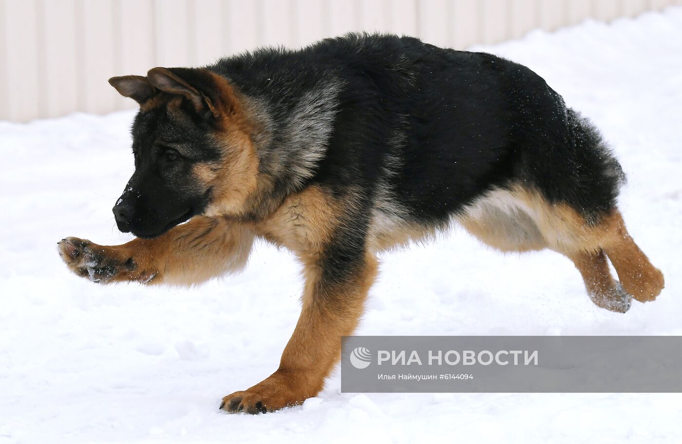 Питомник собак ФСИН в Сосновоборске