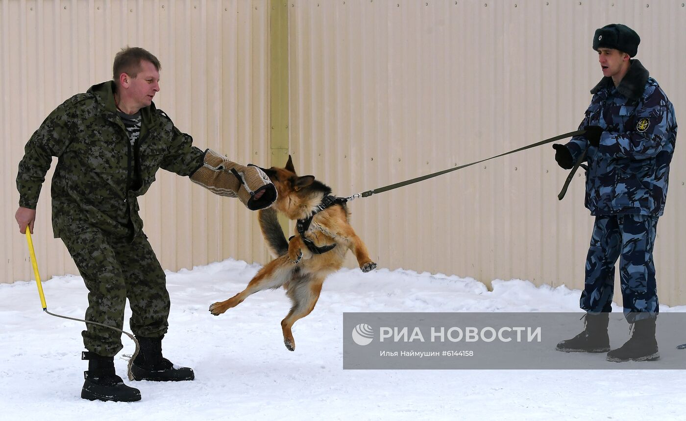 Питомник собак ФСИН в Сосновоборске