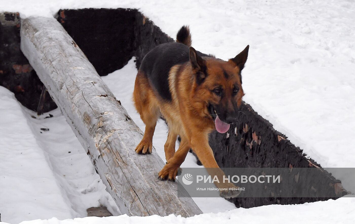 Питомник собак ФСИН в Сосновоборске