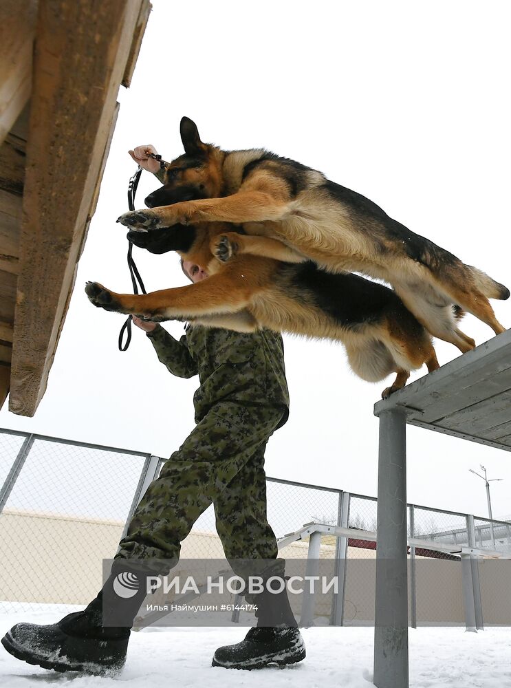 Питомник собак ФСИН в Сосновоборске