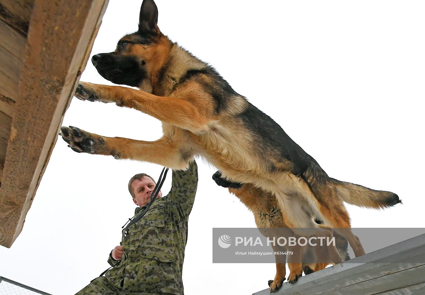 Питомник собак ФСИН в Сосновоборске