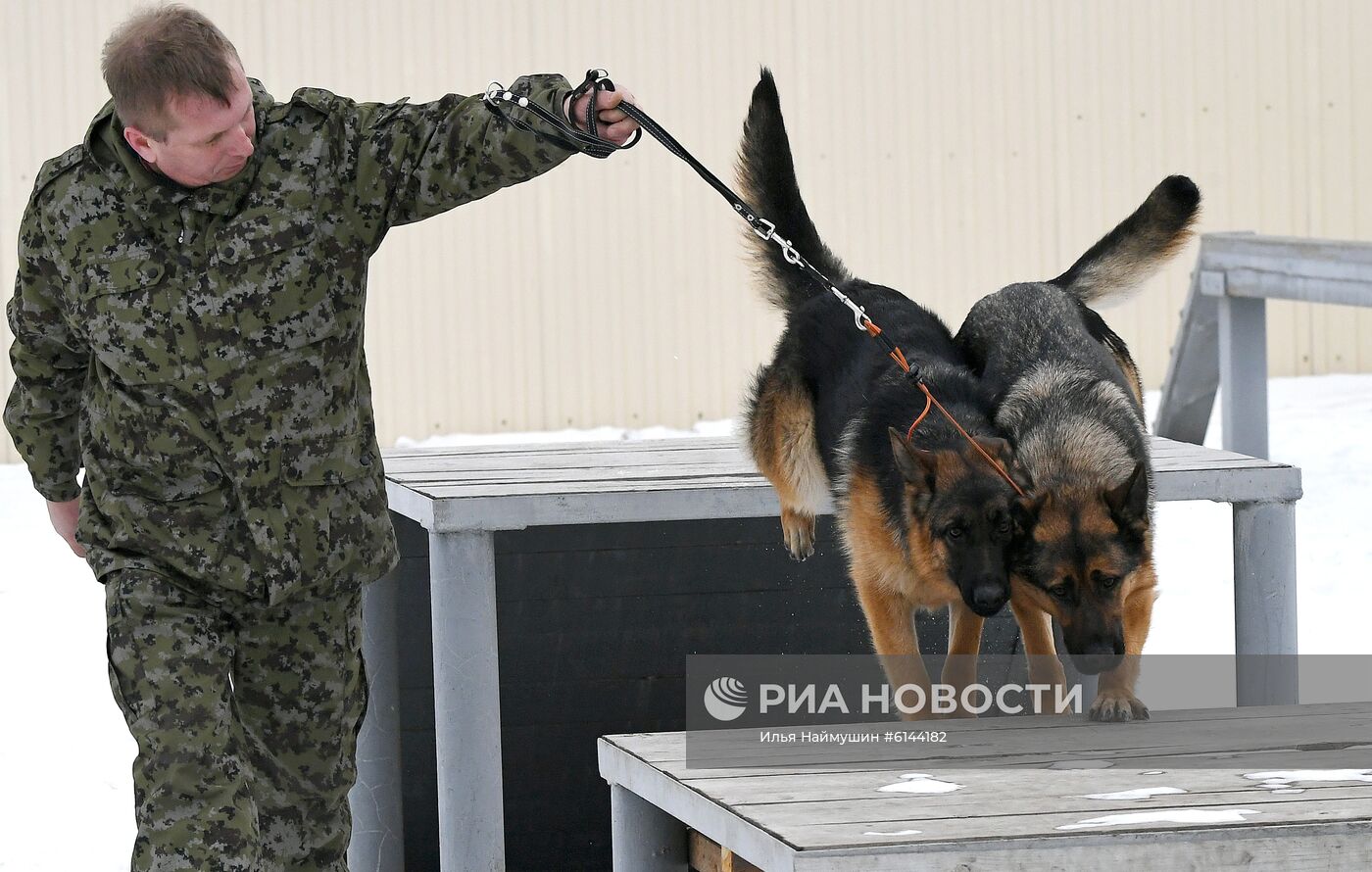 Питомник собак ФСИН в Сосновоборске