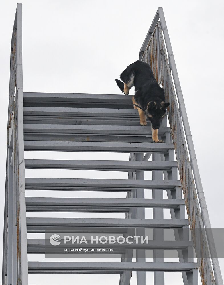 Питомник собак ФСИН в Сосновоборске