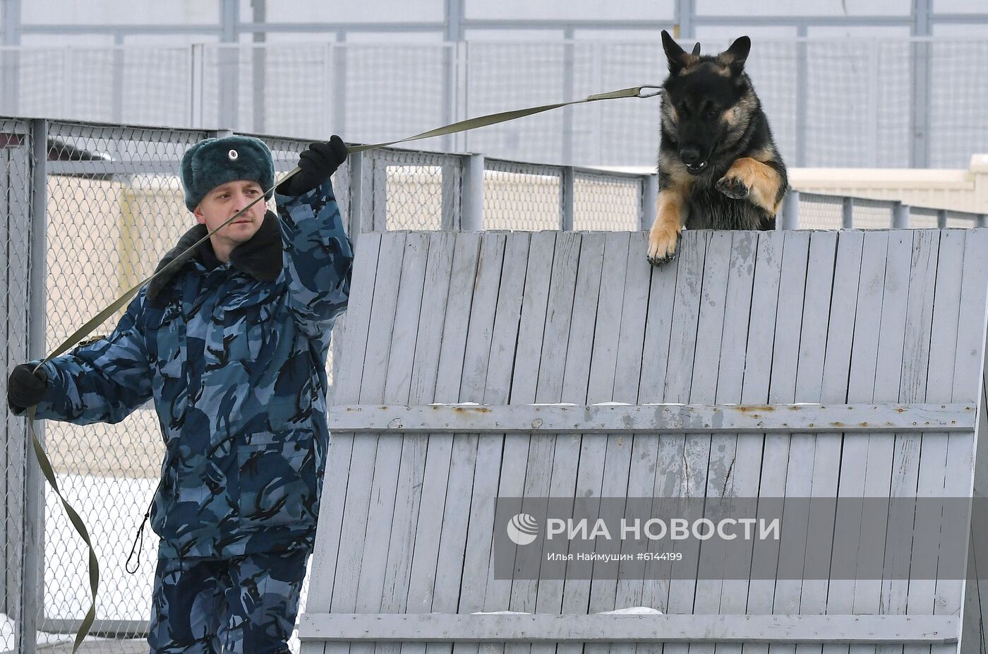 Питомник собак ФСИН в Сосновоборске