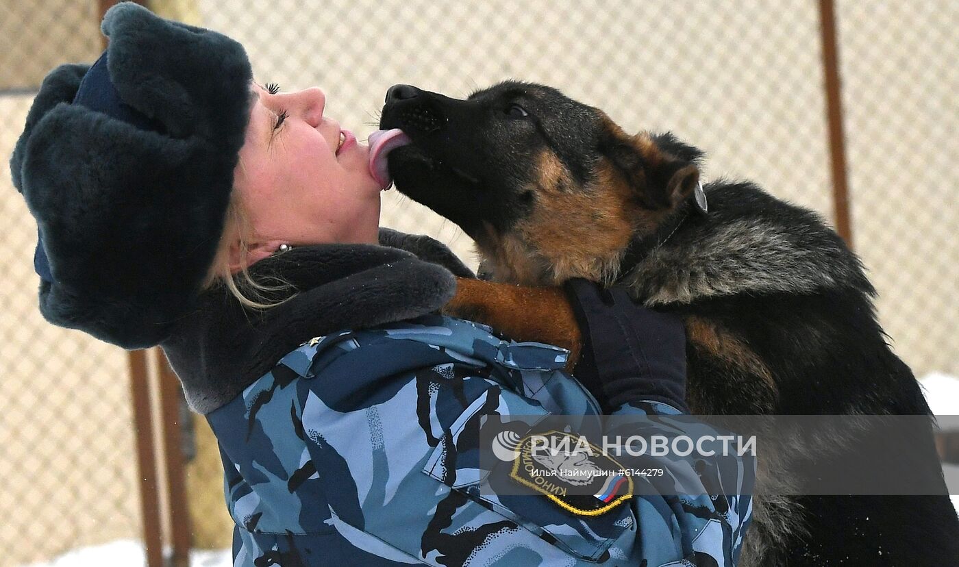 Питомник собак ФСИН в Сосновоборске