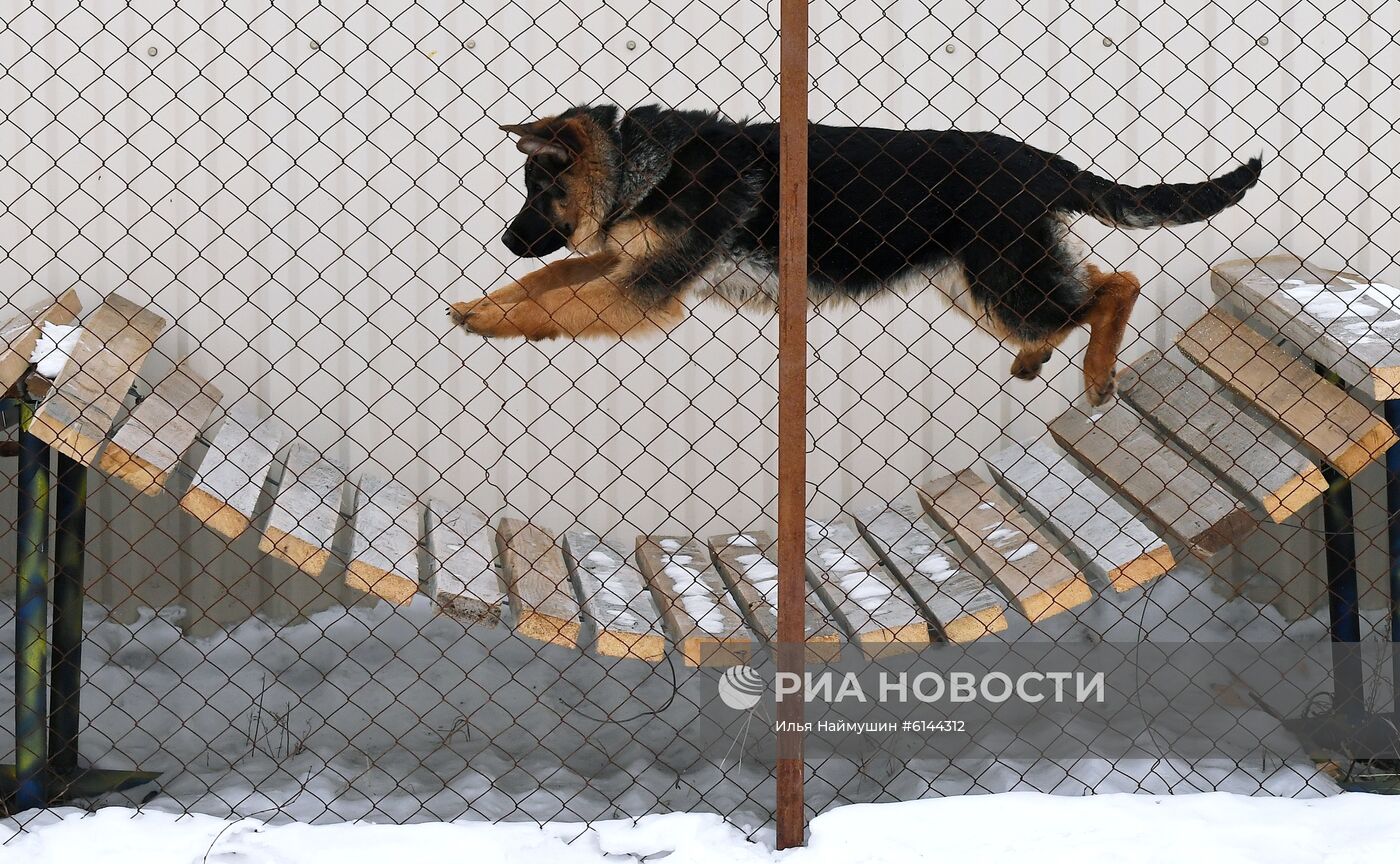 Питомник собак ФСИН в Сосновоборске