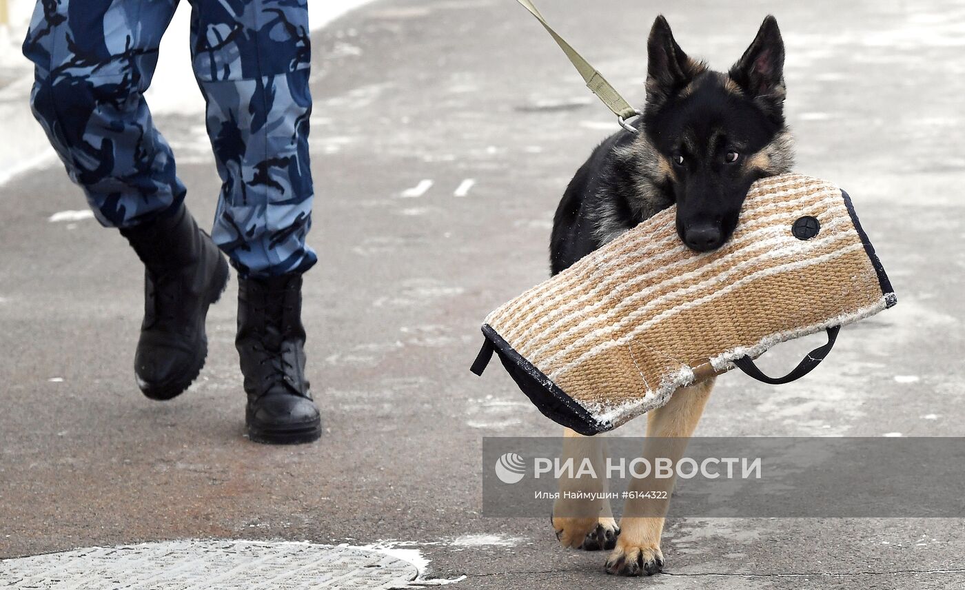 Питомник собак ФСИН в Сосновоборске