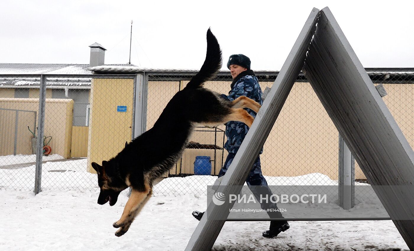 Питомник собак ФСИН в Сосновоборске