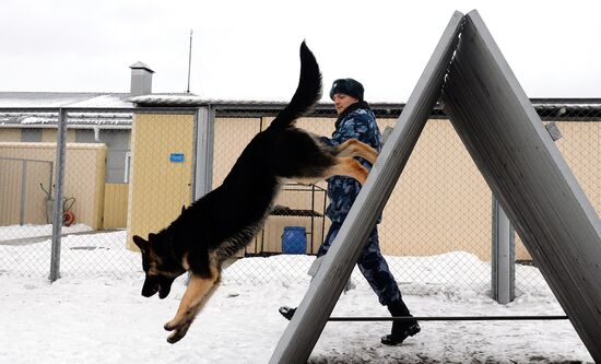 Питомник собак ФСИН в Сосновоборске