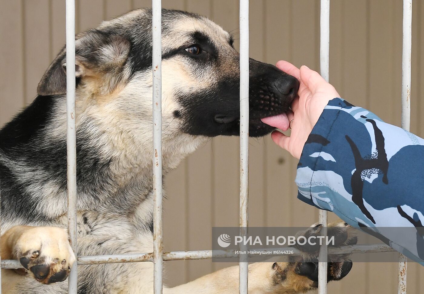 Питомник собак ФСИН в Сосновоборске