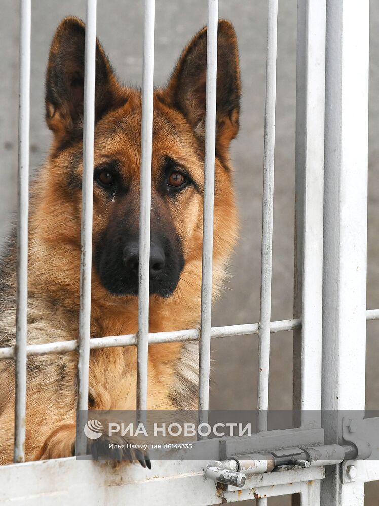 Питомник собак ФСИН в Сосновоборске