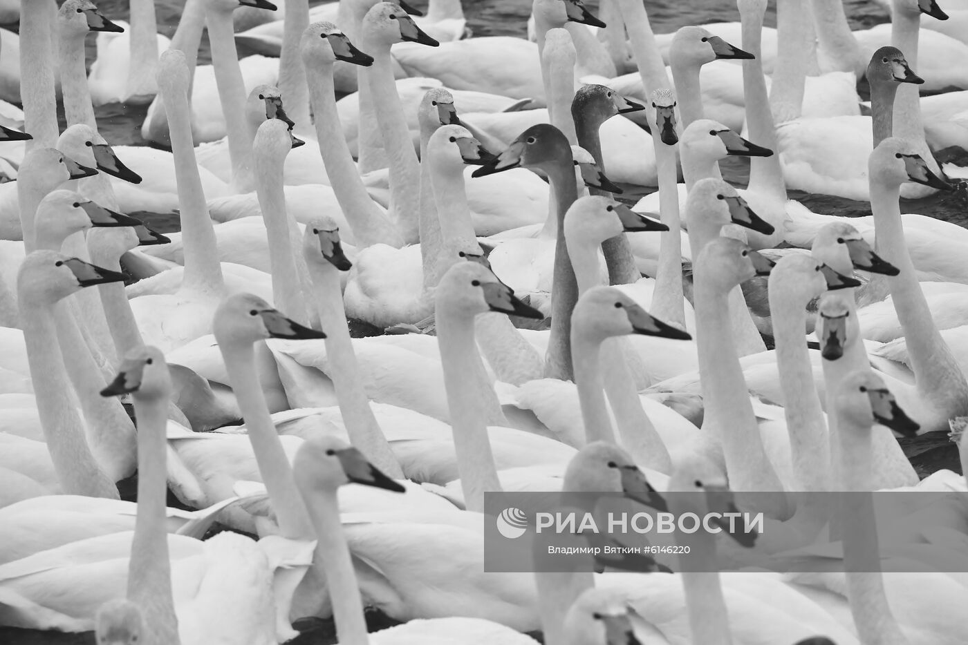 Государственный природный комплексный заказник "Лебединый"