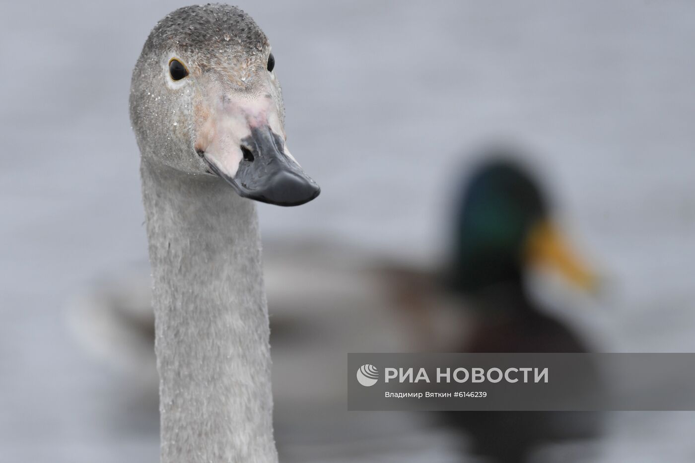 Государственный природный комплексный заказник "Лебединый"