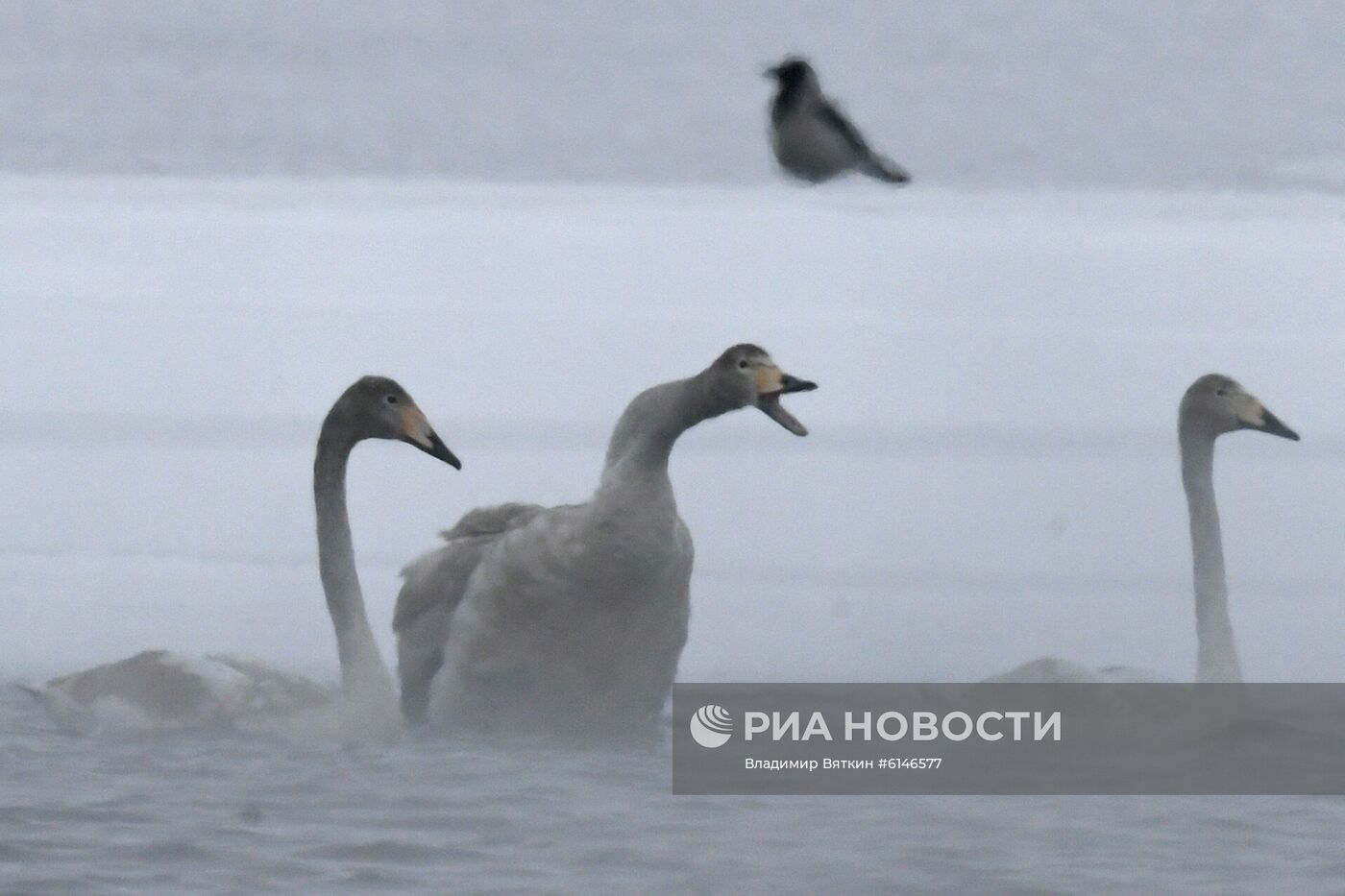 Государственный природный комплексный заказник "Лебединый"