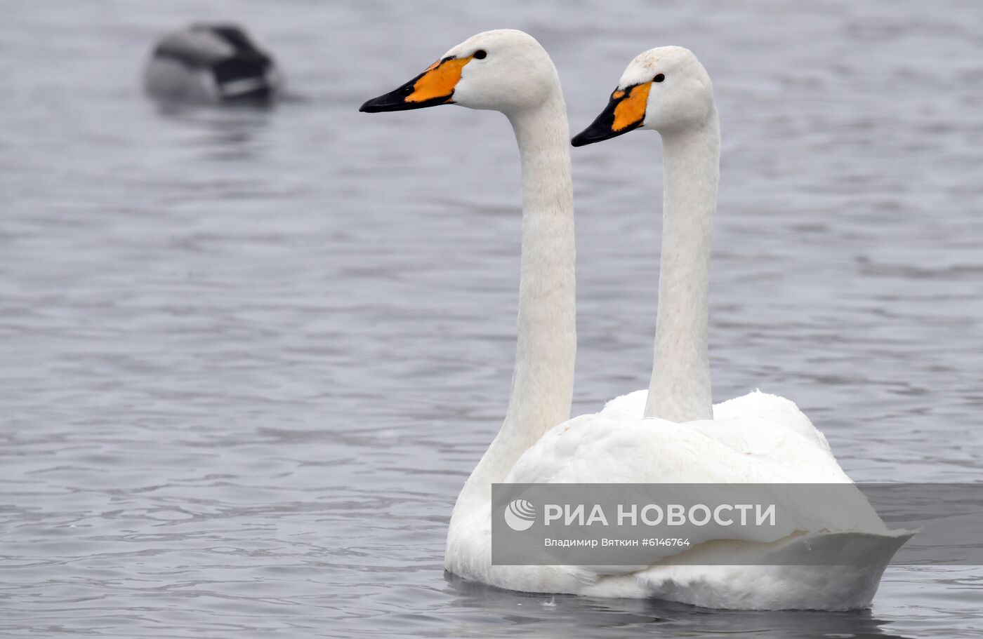 Государственный природный комплексный заказник "Лебединый"