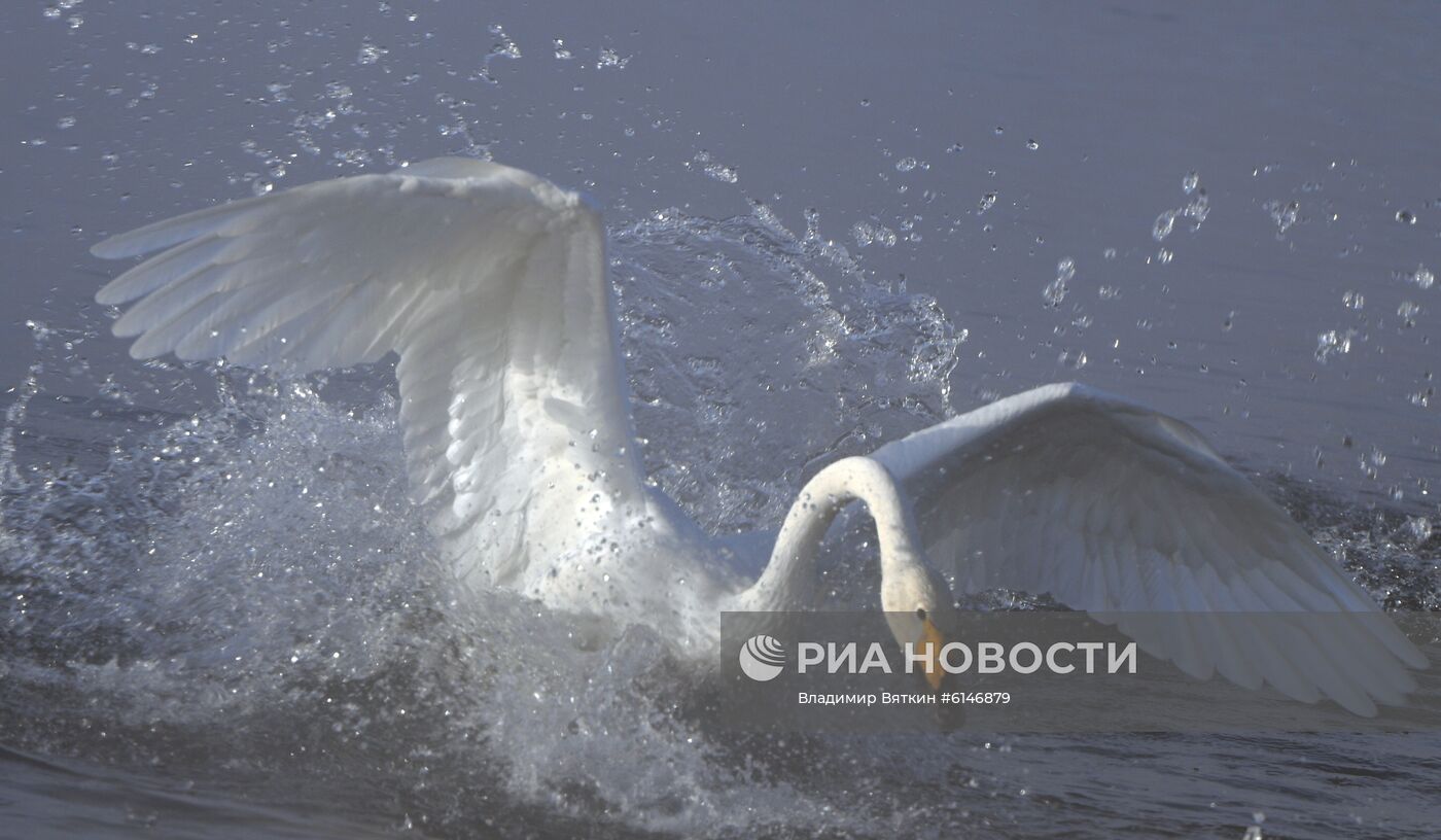 Государственный природный комплексный заказник "Лебединый"