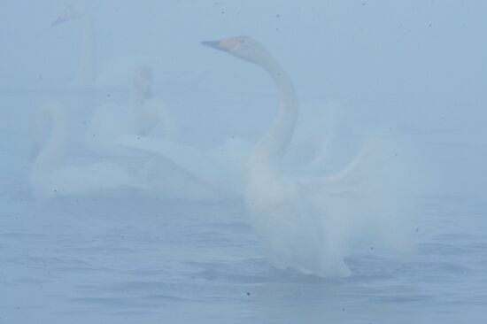 Государственный природный комплексный заказник "Лебединый"