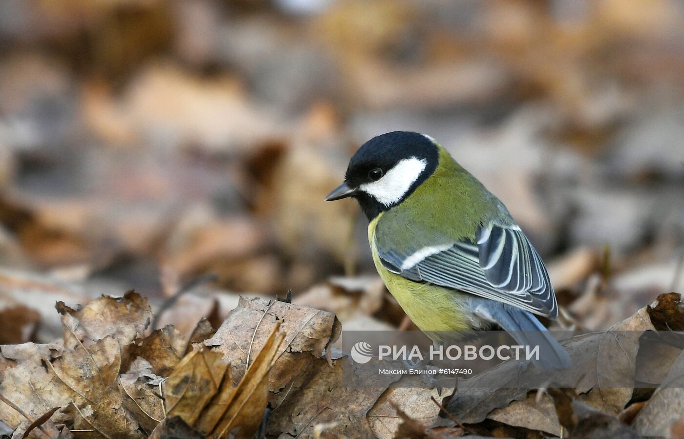 Повседневная жизнь в Москве