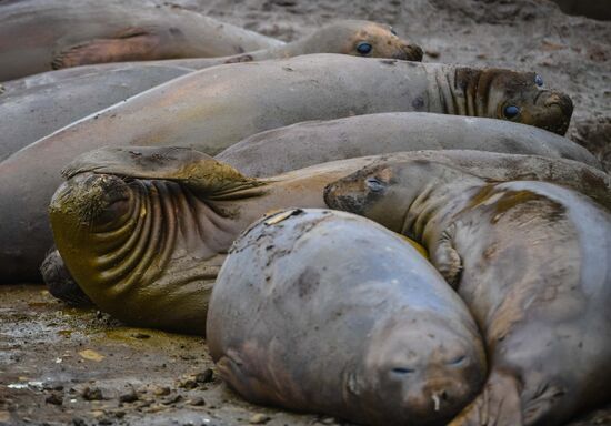 Остров Кинг-Джордж в Антарктиде