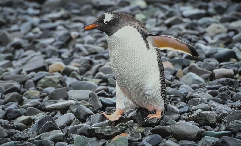 20 января - День осведомленности о пингвинах