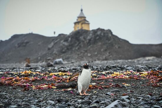 Остров Кинг-Джордж в Антарктиде