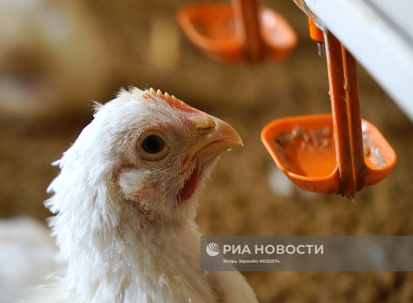 Работа птицефабрики в Калининграде