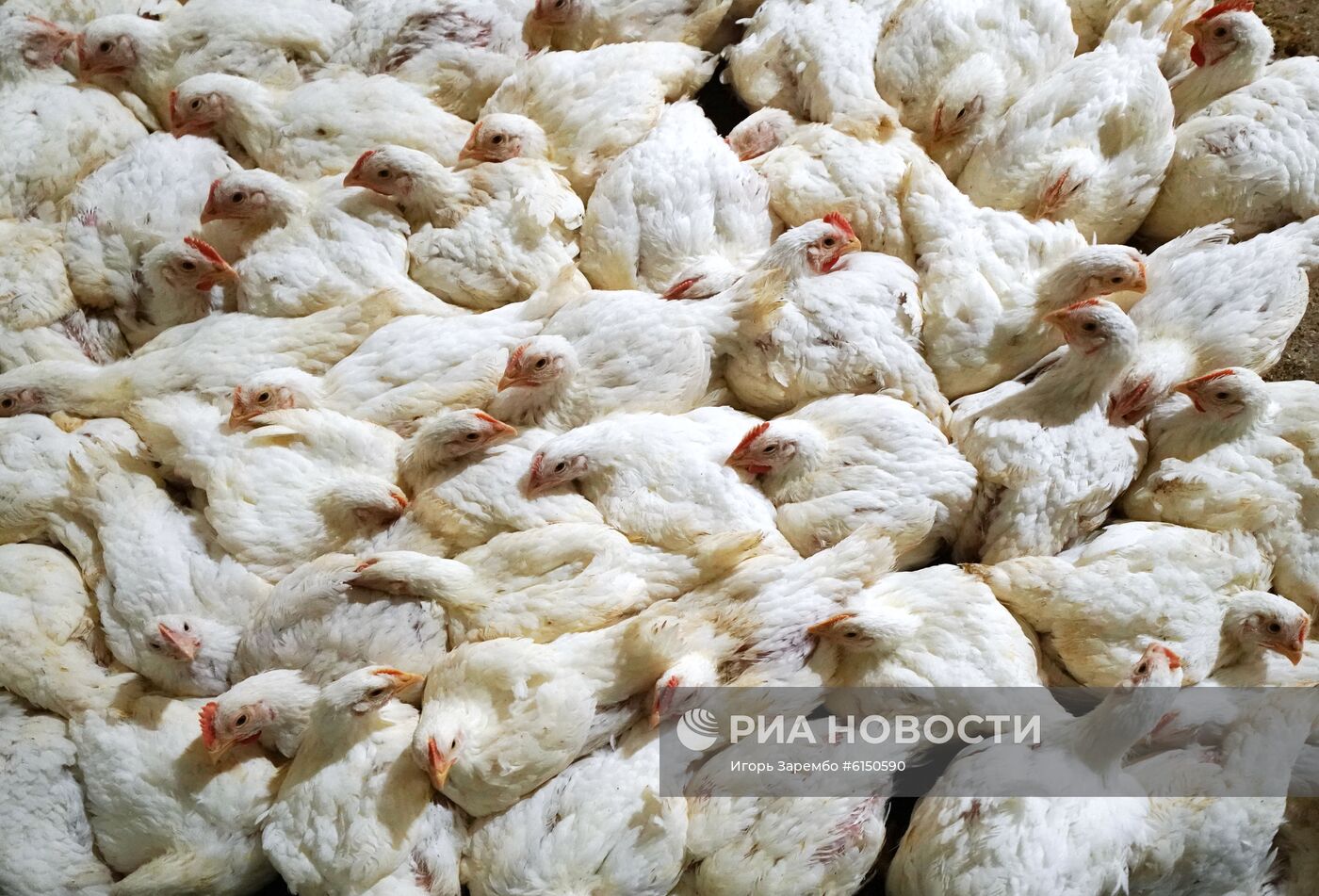 Работа птицефабрики в Калининграде