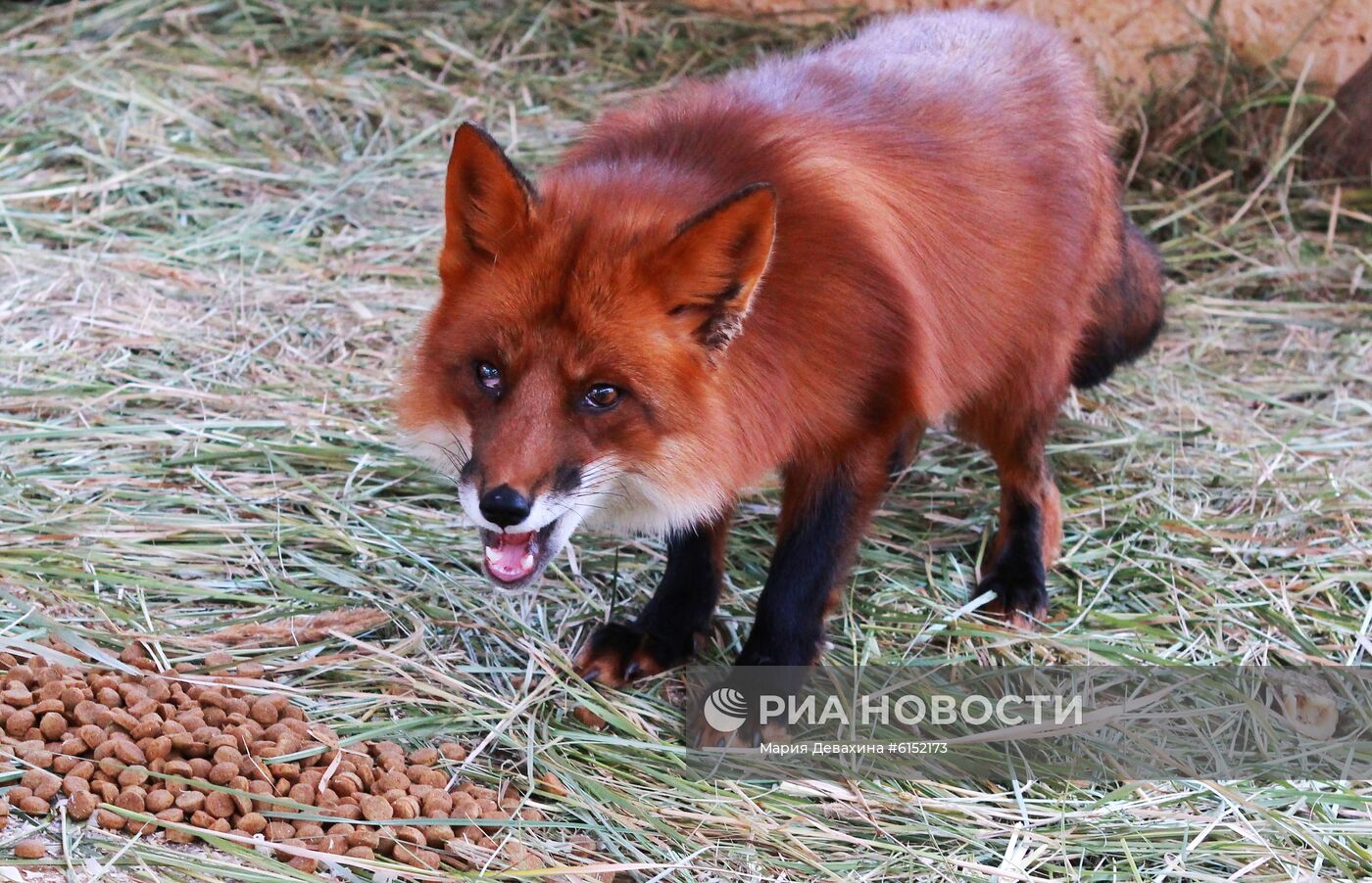 "Дом русской лисы" в Подмосковье