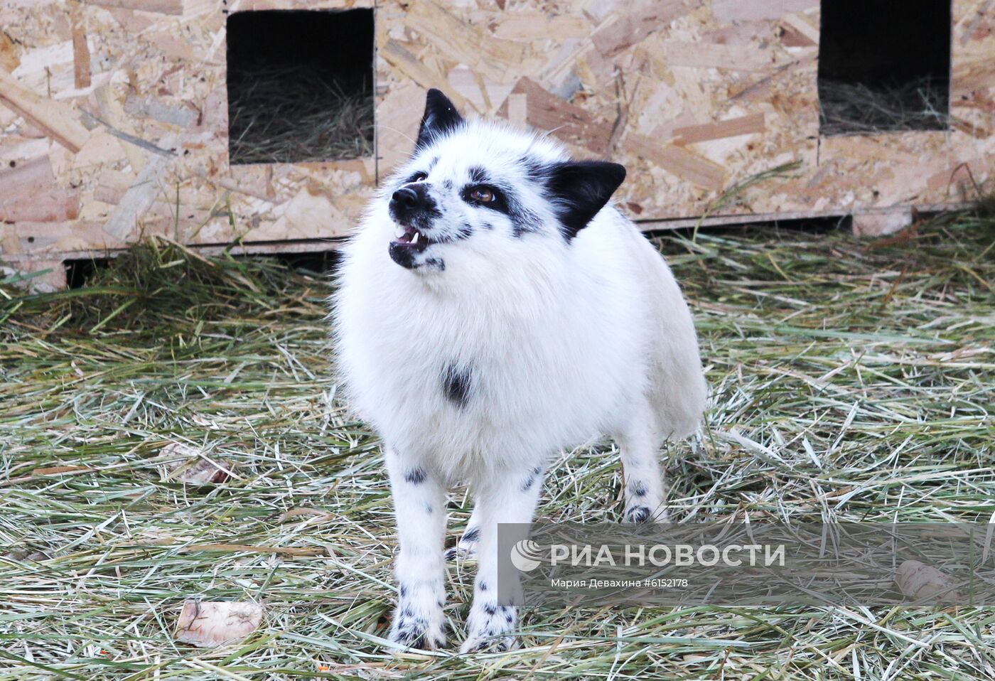 "Дом русской лисы" в Подмосковье