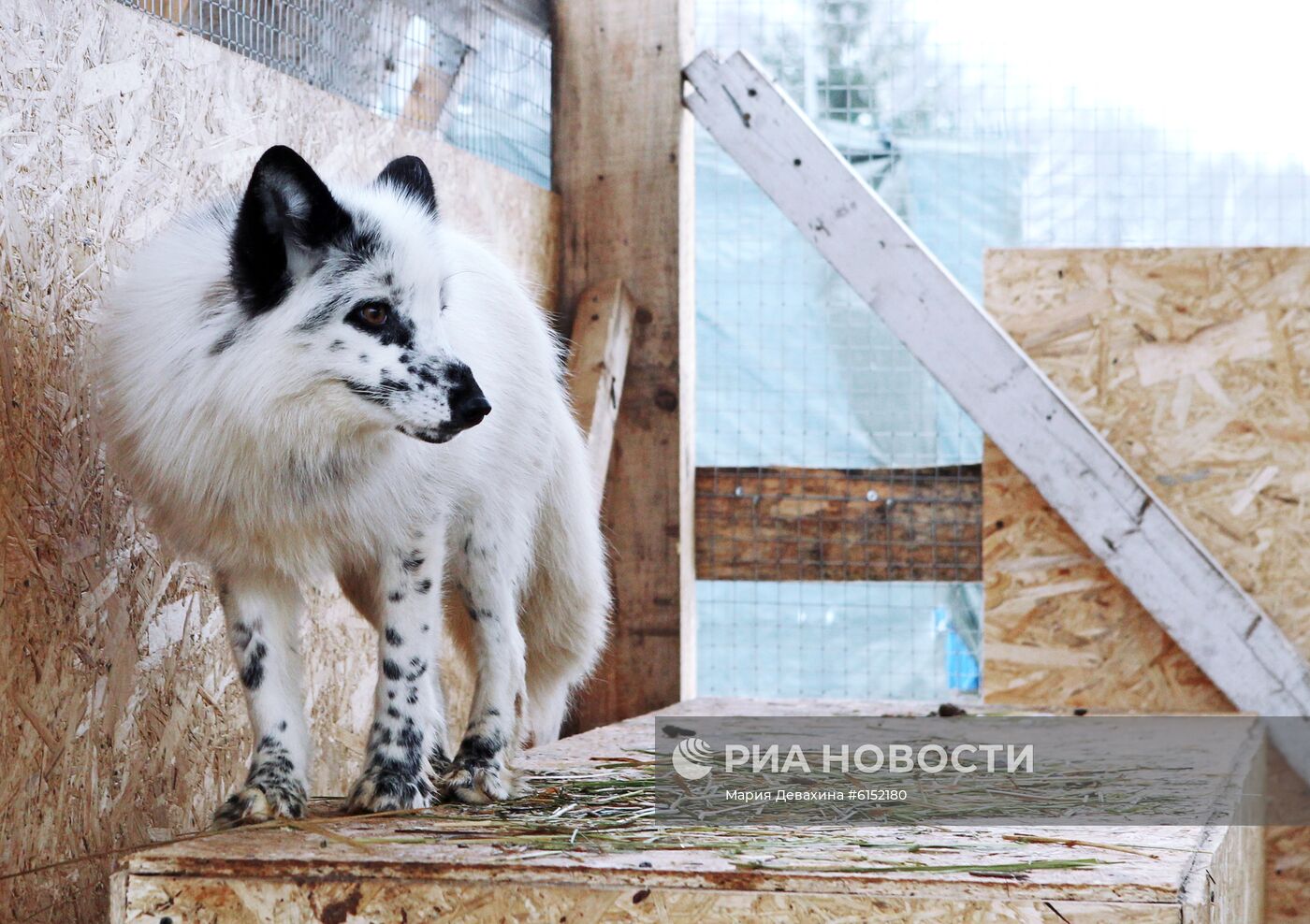 "Дом русской лисы" в Подмосковье