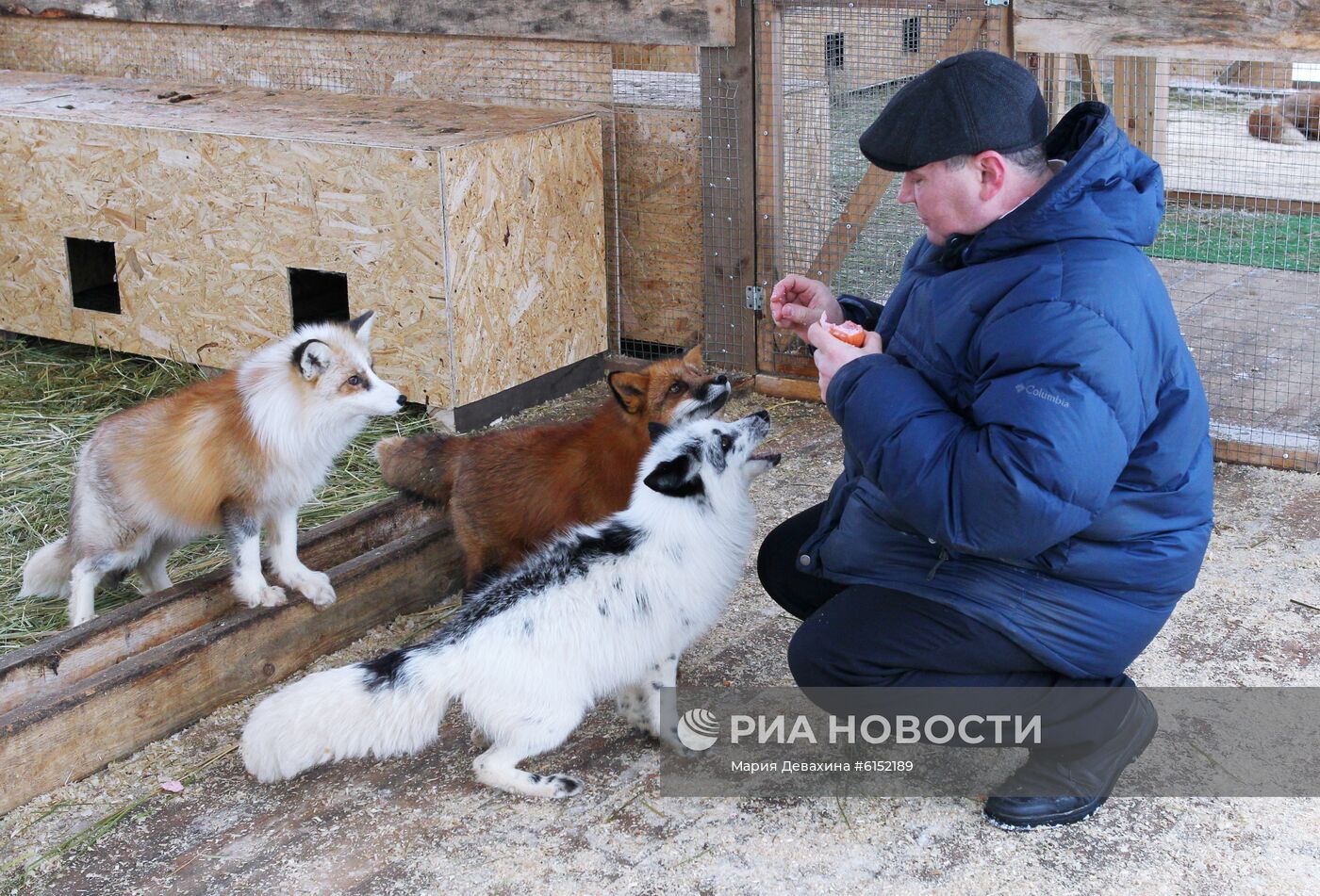 "Дом русской лисы" в Подмосковье