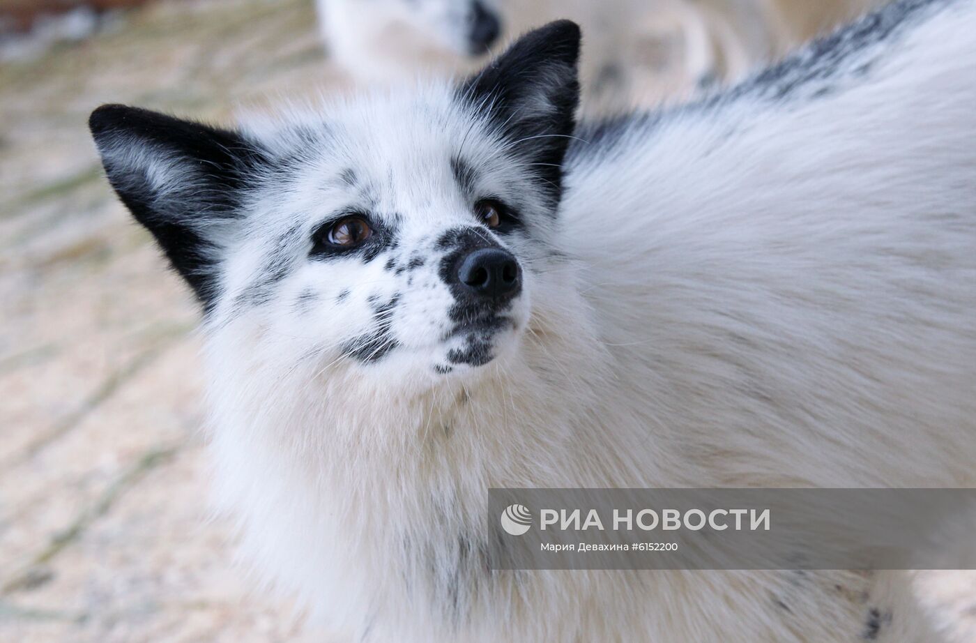 "Дом русской лисы" в Подмосковье