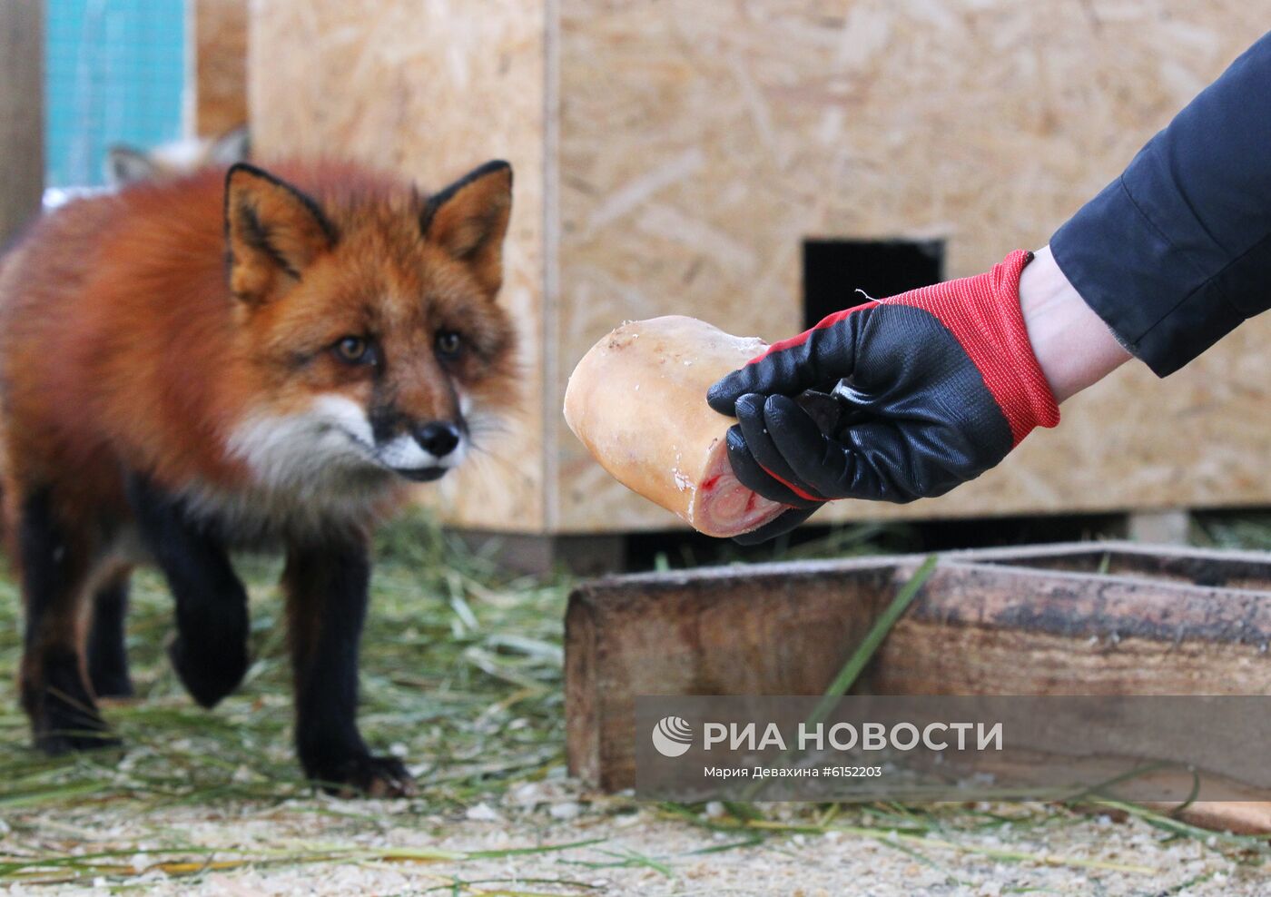 "Дом русской лисы" в Подмосковье