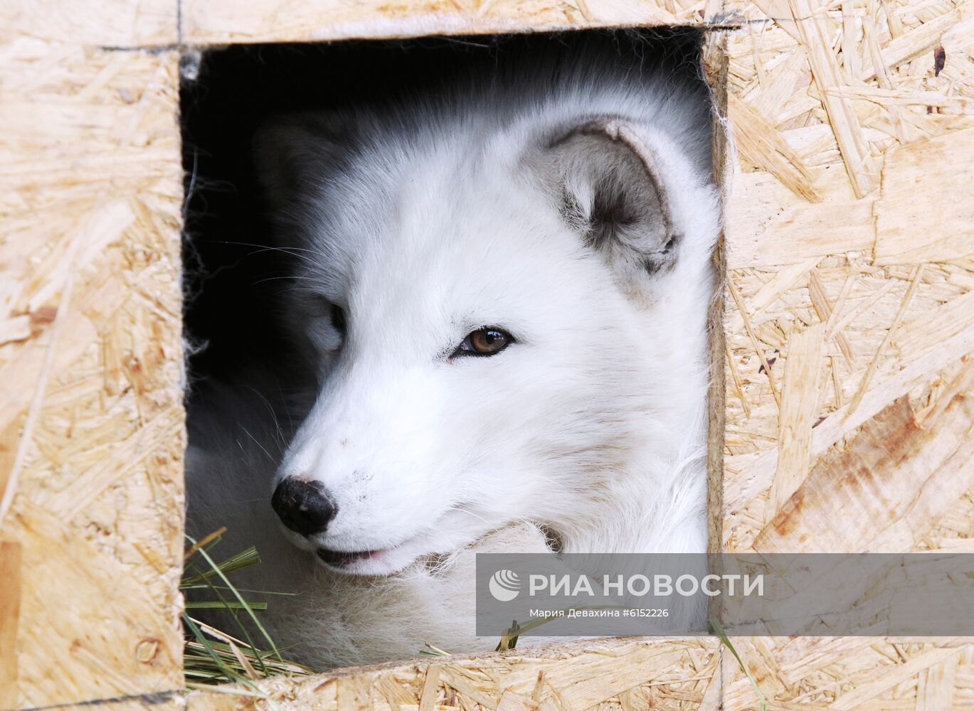 "Дом русской лисы" в Подмосковье