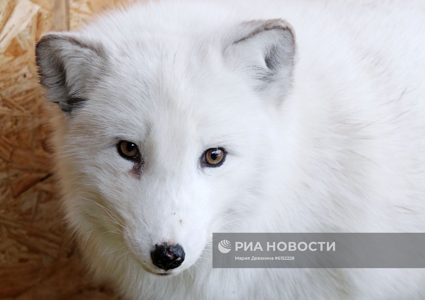 "Дом русской лисы" в Подмосковье