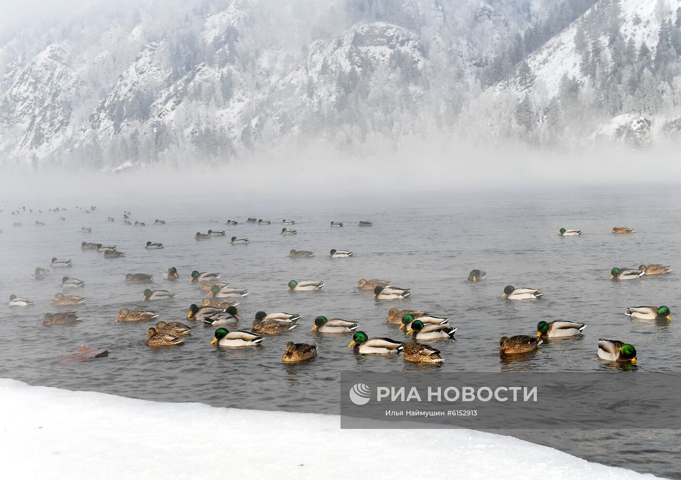 Дикие утки на реке Енисей в городе Дивногорск в Красноярском крае. Место: Россия, Красноярский край. Автор: Илья Наймушин/РИА Новости. Река Енисей в Красноярском крае