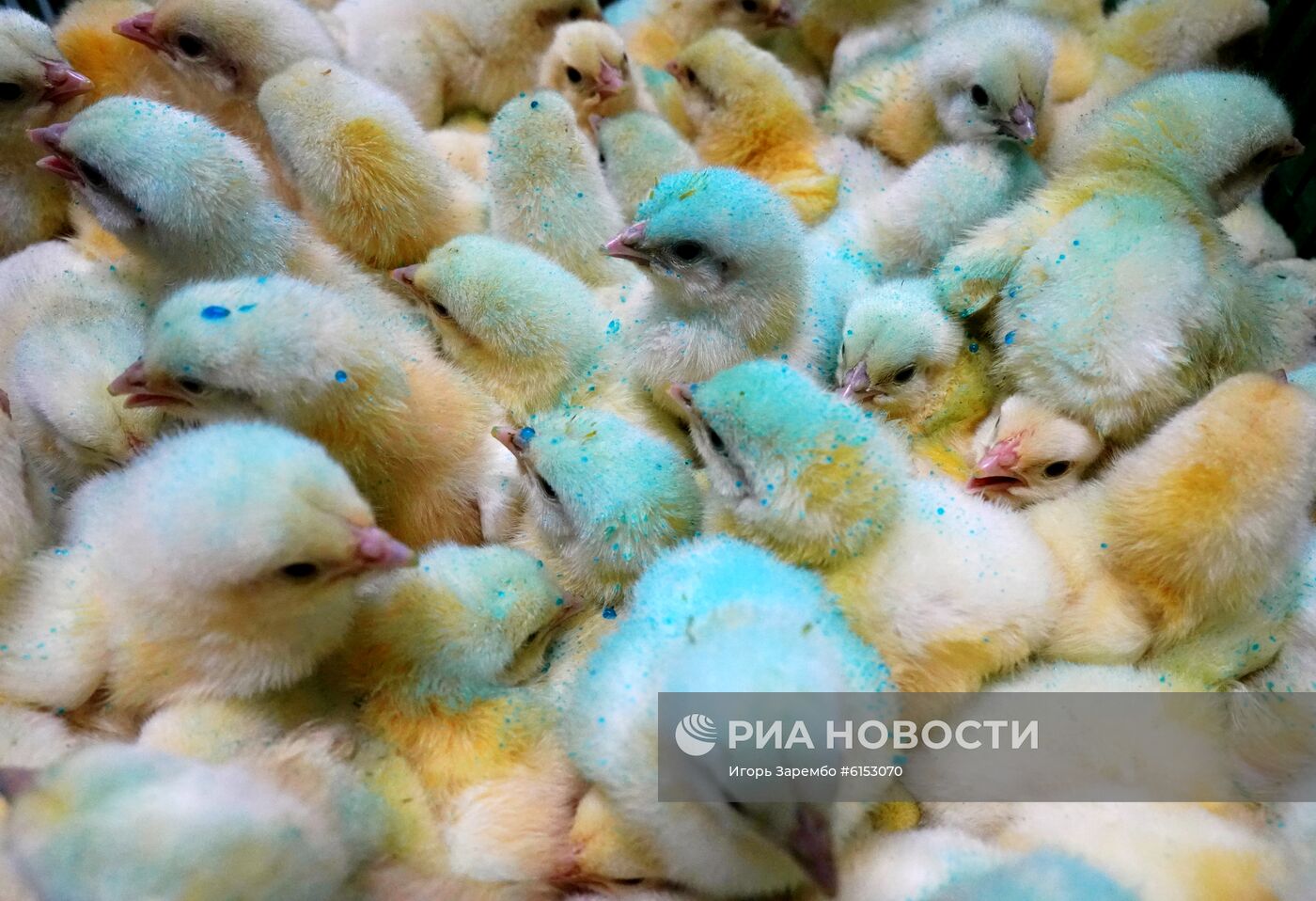 Инкубаторная станция в Калининградской области