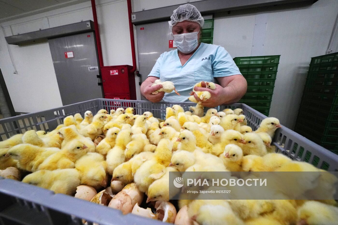 Инкубаторная станция в Калининградской области