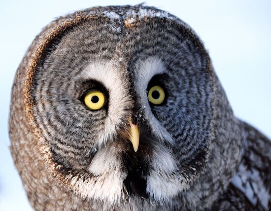 Совы в парке "Роев ручей" 