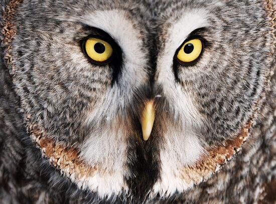 Совы в парке "Роев ручей" 