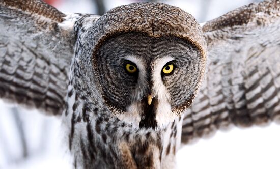 Совы в парке "Роев ручей" 