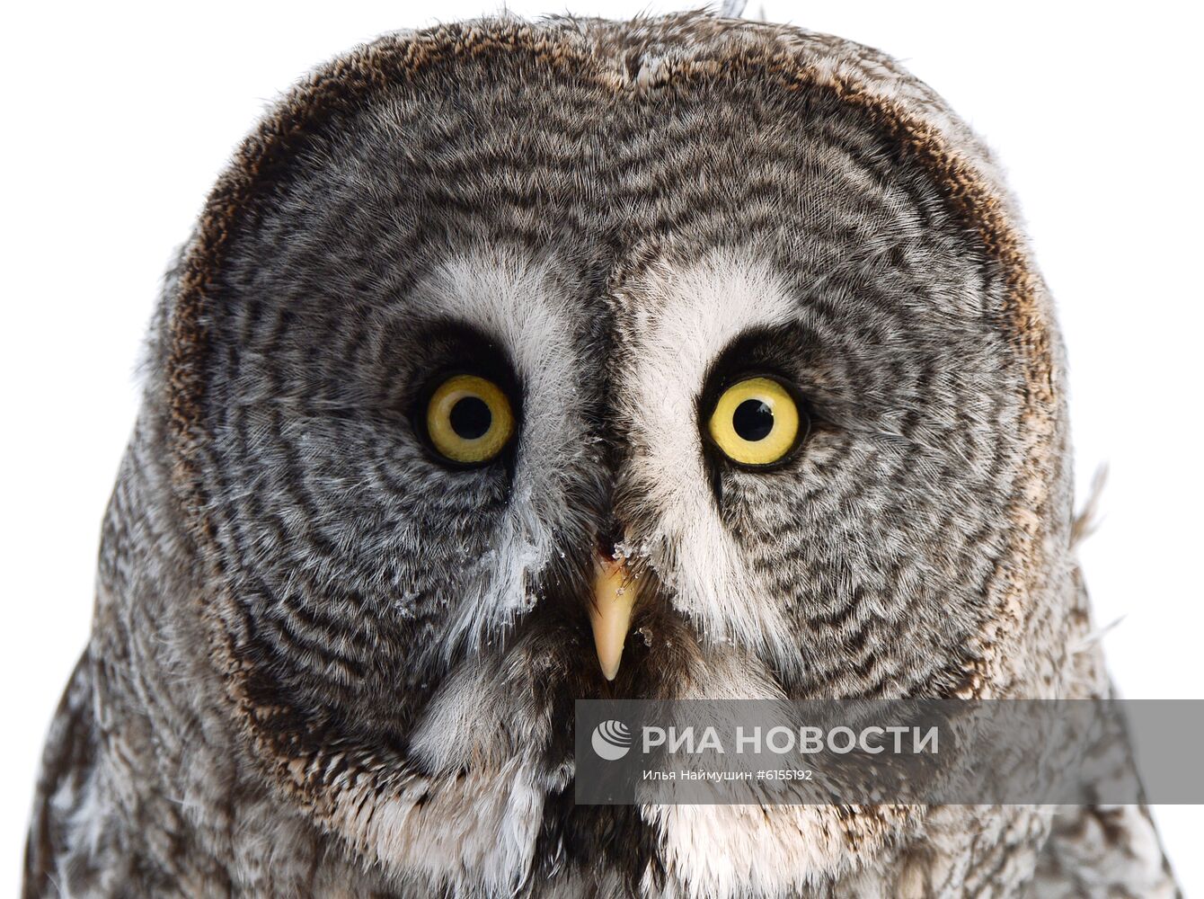 Совы в парке "Роев ручей" 