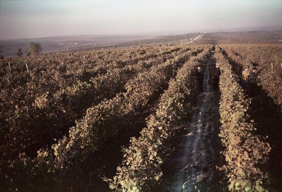 Винодельческий совхоз "Абрау-Дюрсо"