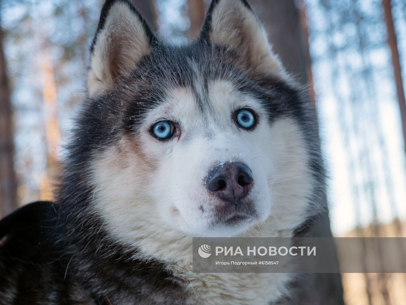 Зимний отдых в Карелии