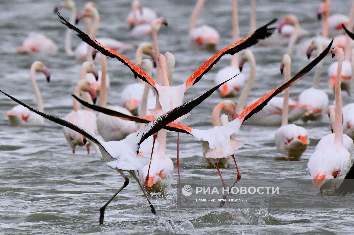 Зимовка розовых фламинго на Кипре
