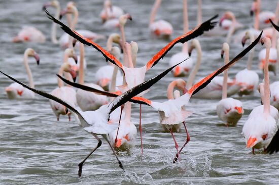 Зимовка розовых фламинго на Кипре