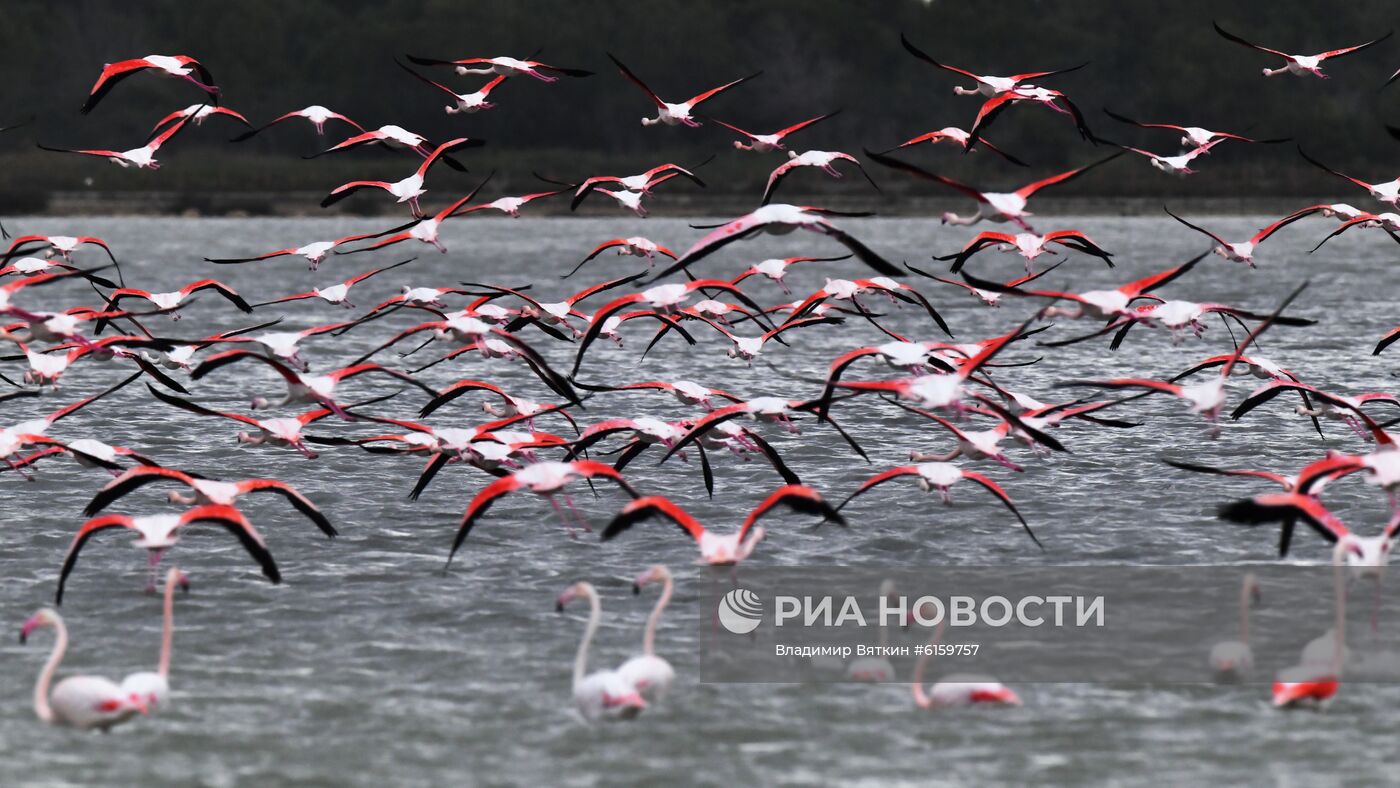 Зимовка розовых фламинго на Кипре